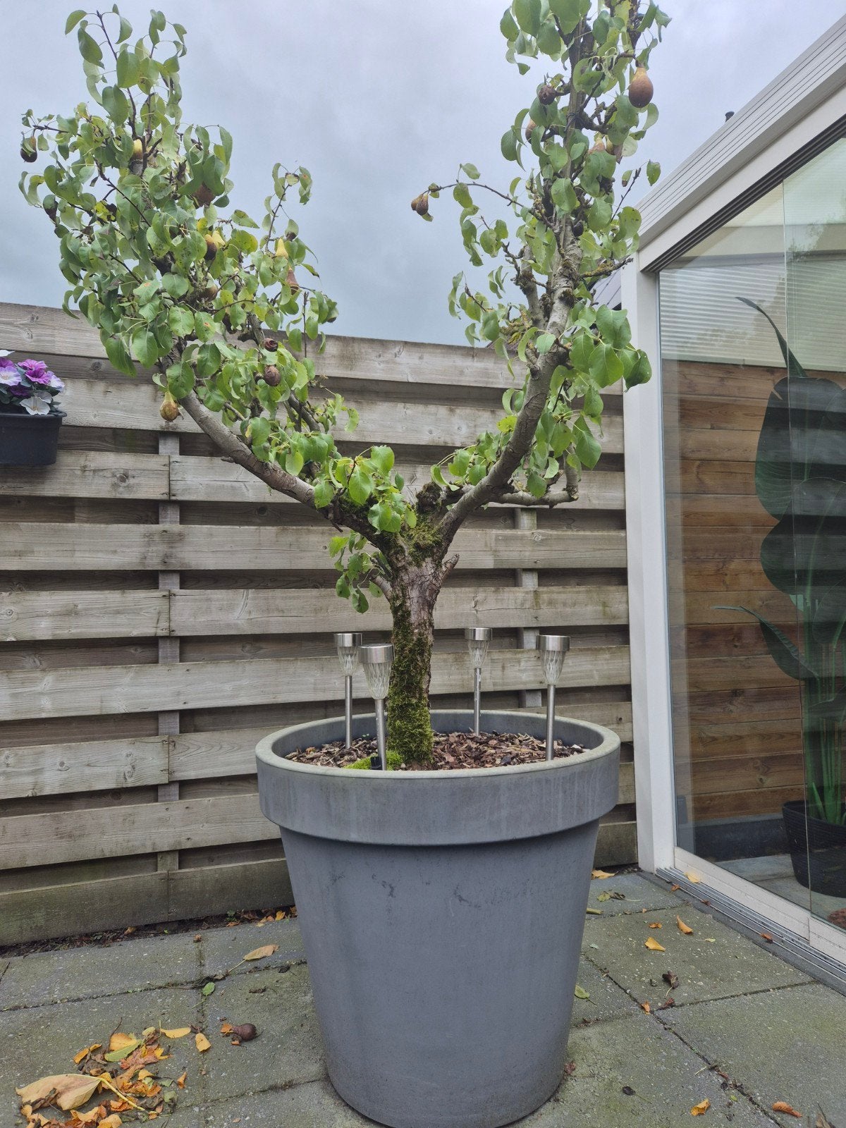 Perenboom, Tuin en Terras, Ophalen, Volle zon, Overige soorten