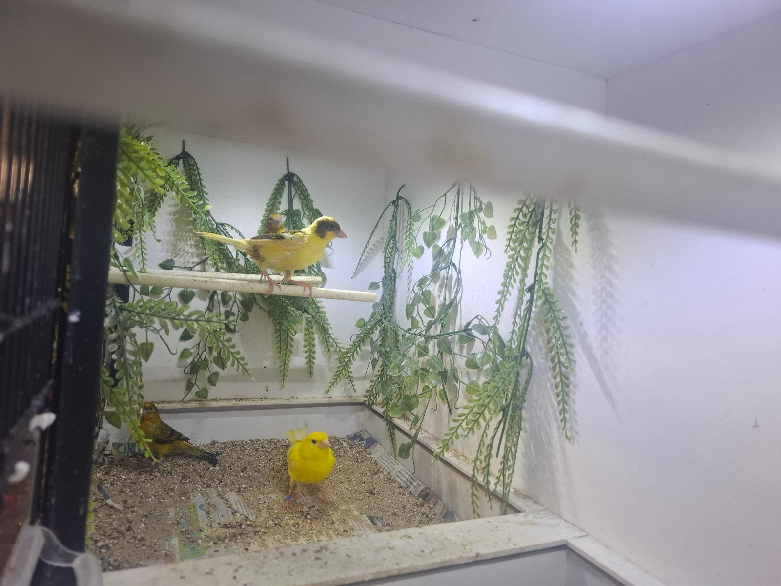 jonge kanarie te koop!, Dieren en Toebehoren, Mannelijk