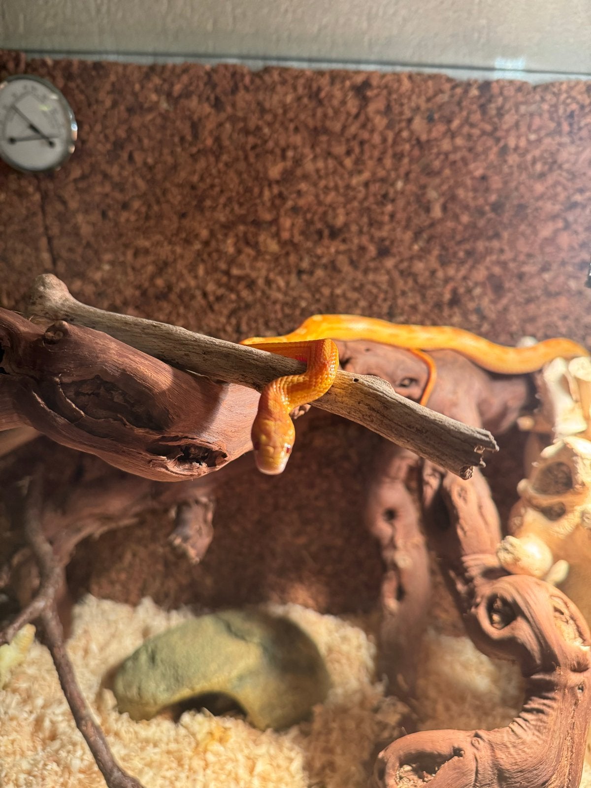 Een korenslang 3 jaar oud met terrarium Corn Snake photo 2