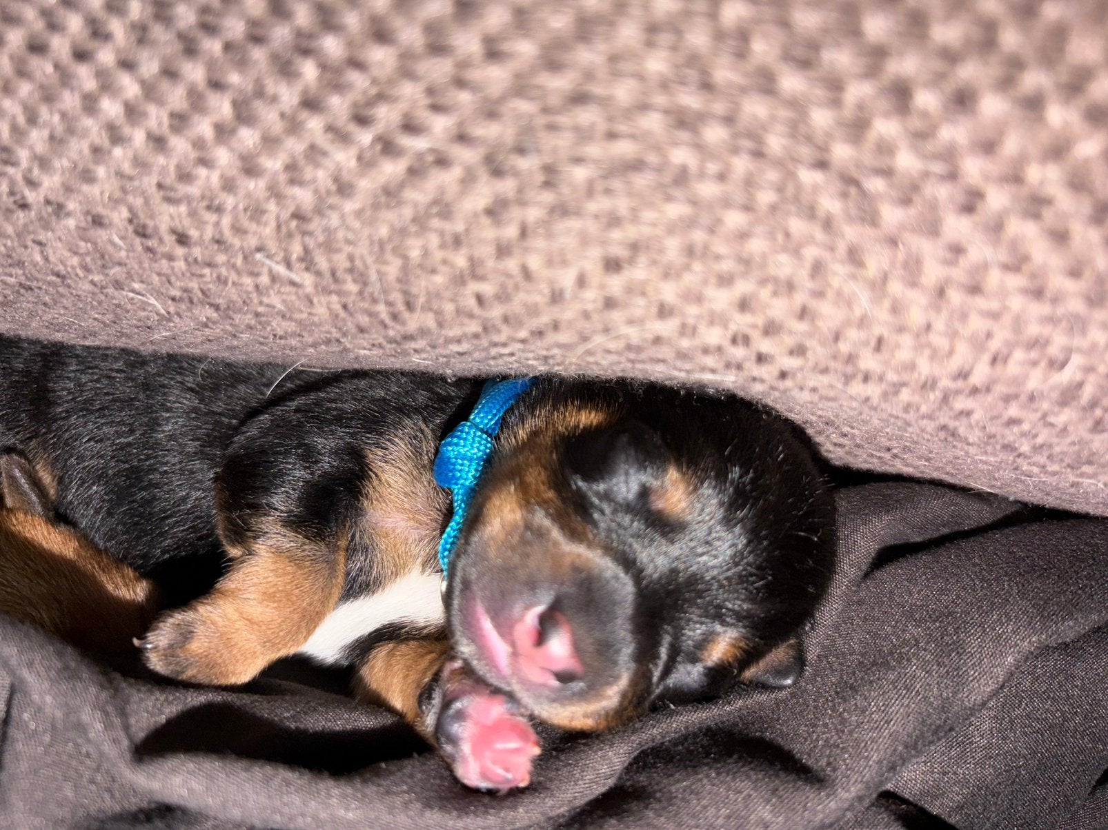 Jack Russell pups geboren 05 Oktober, CDV (hondenziekte), 8 tot 15 weken, Meerdere, Meerdere dieren