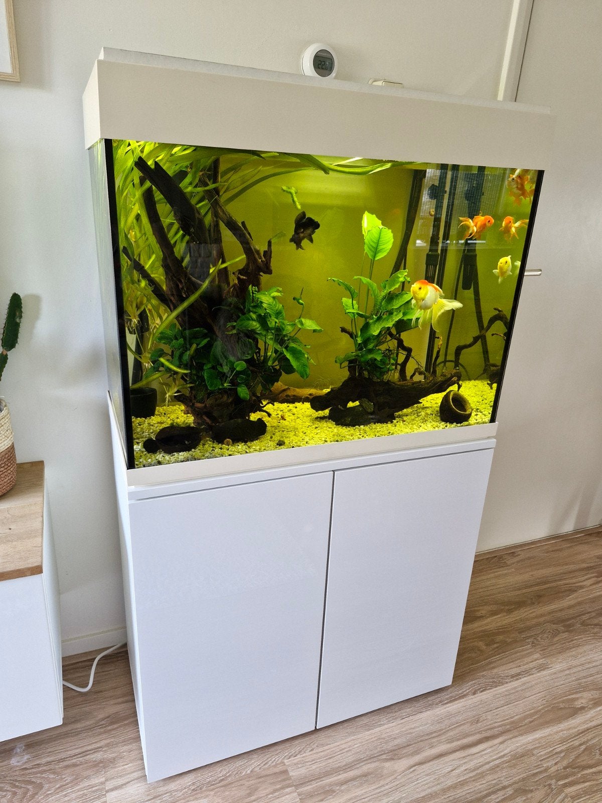 Aquarium met sluierstaarten, Dieren en Toebehoren, Ophalen