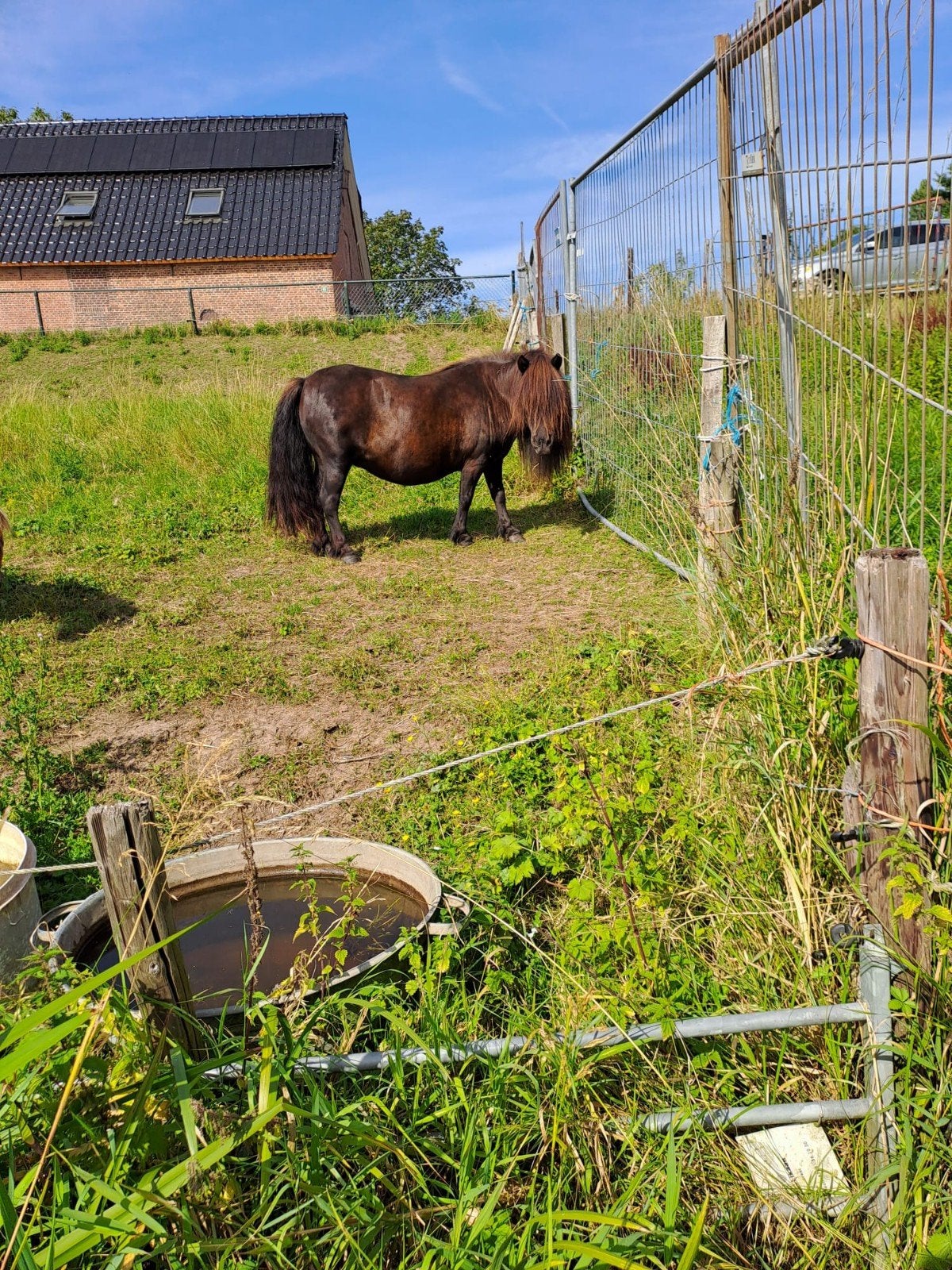 TE KOOP SCHITTERENDE ZWARTE SHETLANDER, Merrie, A pony (tot 1.17m), Met stamboom, 3 tot 6 jaar