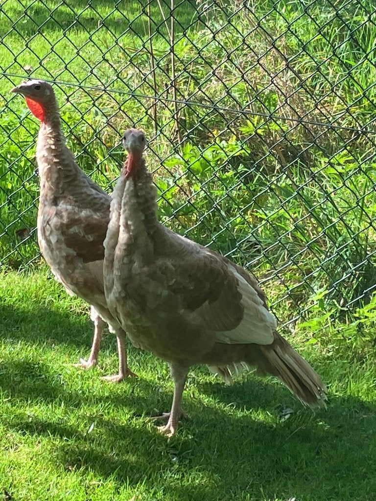 te koop raszuivere Ronquieres kalkoenen, Dieren en Toebehoren, Meerdere dieren, Kalkoen
