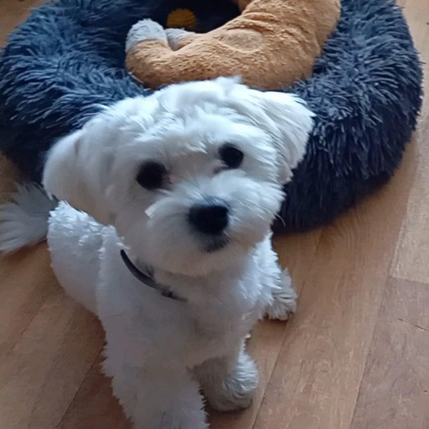 Lieve Maltezer (beetje Maltipoo) reutje bijna 10 maanden, Maltezer, 15 weken tot 1 jaar, Reu, Eén hond