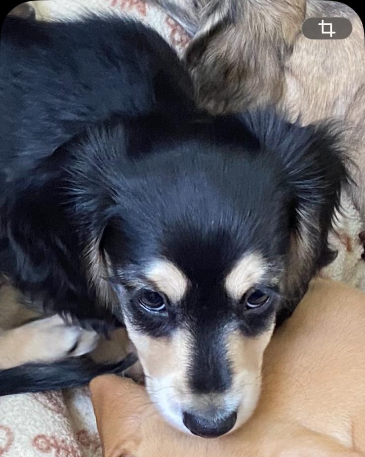 Prachtige Black & Cream Kaninchen Teckel Langhaar Reu 🖤🤎, Kaninchen, Parvo, Reu, 8 tot 15 weken