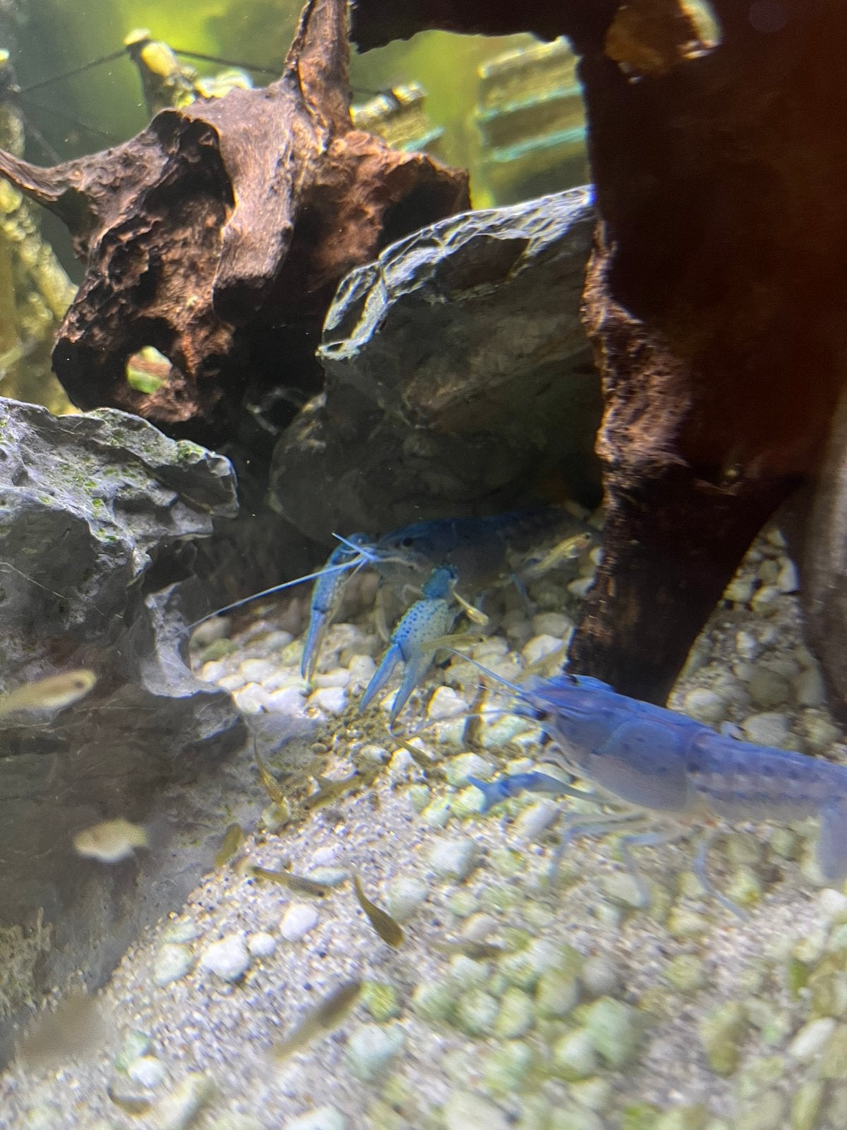 Blauwe florida kreeften 9cm word 15, Dieren en Toebehoren, Vis