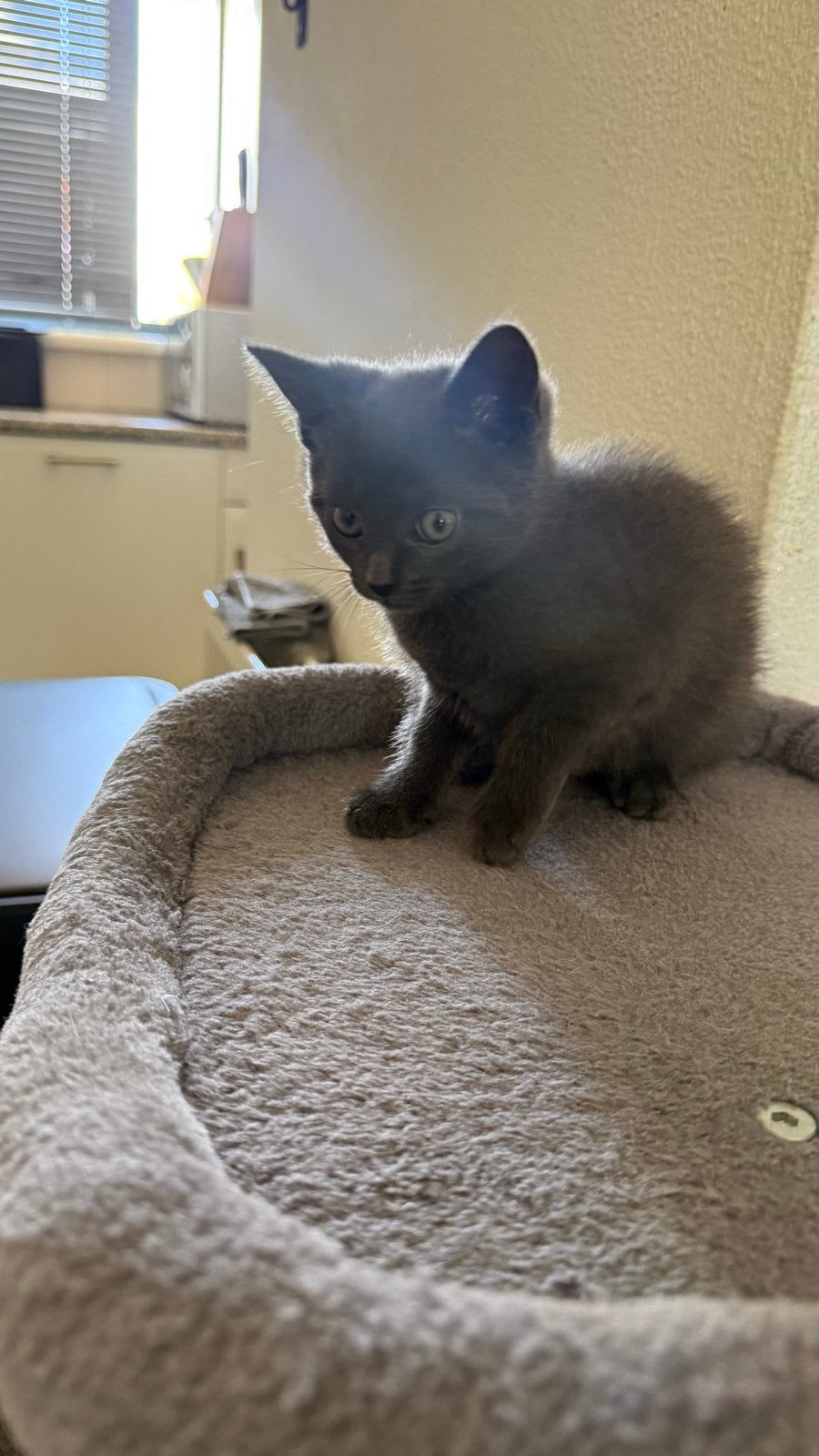 Kittens te koop, Dieren en Toebehoren, Katten en Kittens | Overige Katten