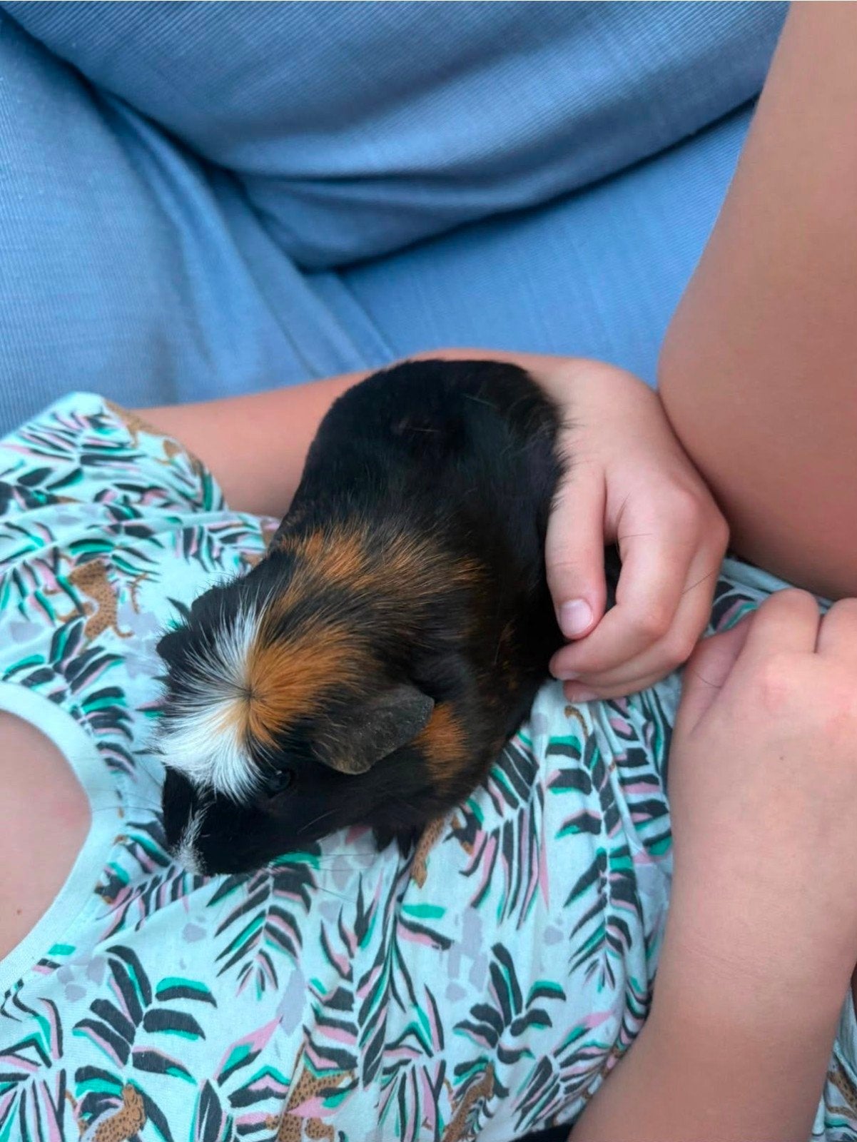 lieve Cavia zoekt een nieuw huisje en maatje., Cavia, Mannelijk, Mei, Tam