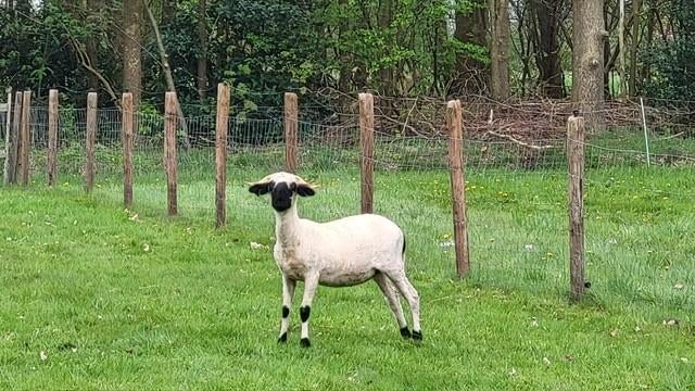 Walliser Schwarznase stamboek ooi, Vrouwelijk, Schaap, 0 tot 2 jaar