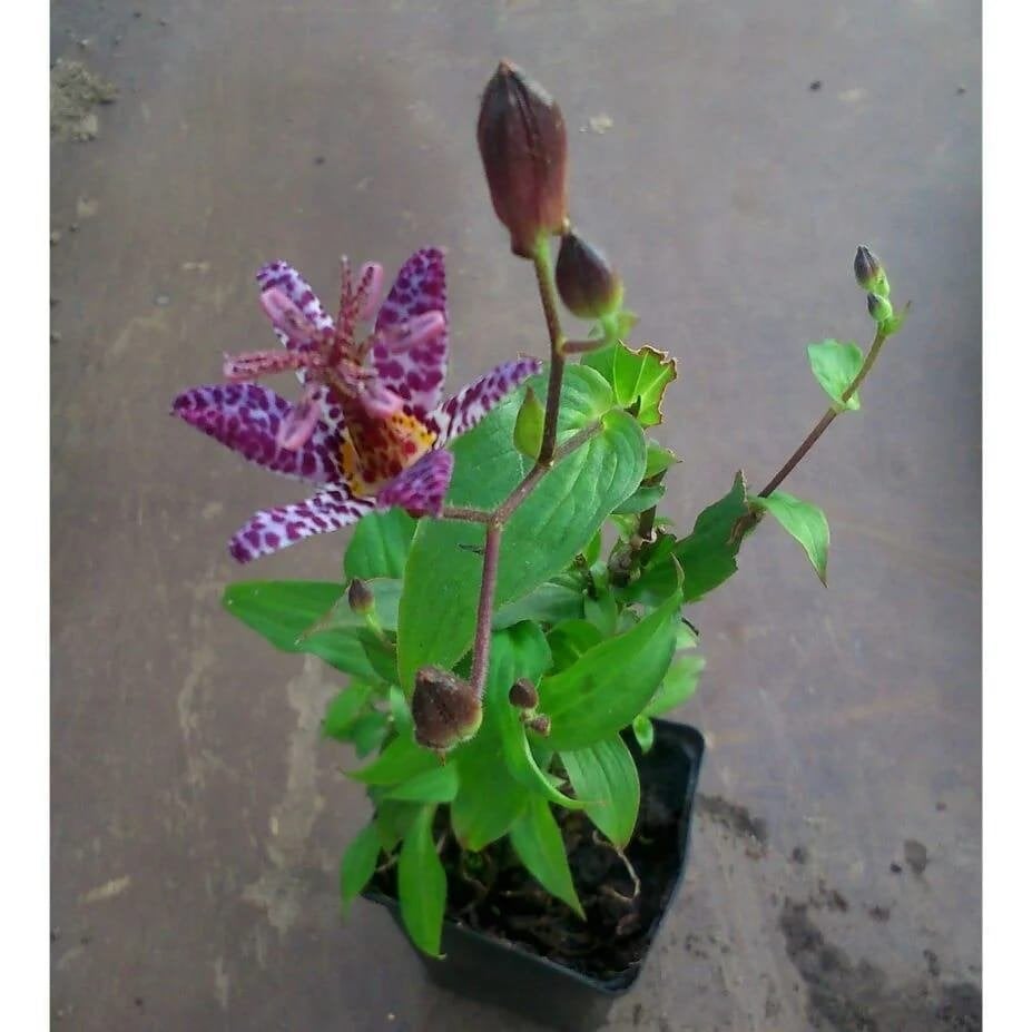 Tricyrtis hirta ( Orchidee / Paddelelie), Tuin en Terras, Planten | Tuinplanten, Ophalen, Overige soorten, Halfschaduw