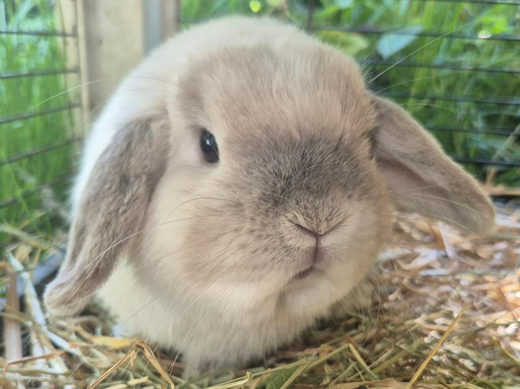 Lief gecastreerd minilop / Nederlandse Hangoordwerg rammetje, Dieren en Toebehoren, Konijnen, Mannelijk, Klein, Hangoor, 0 tot 2 jaar