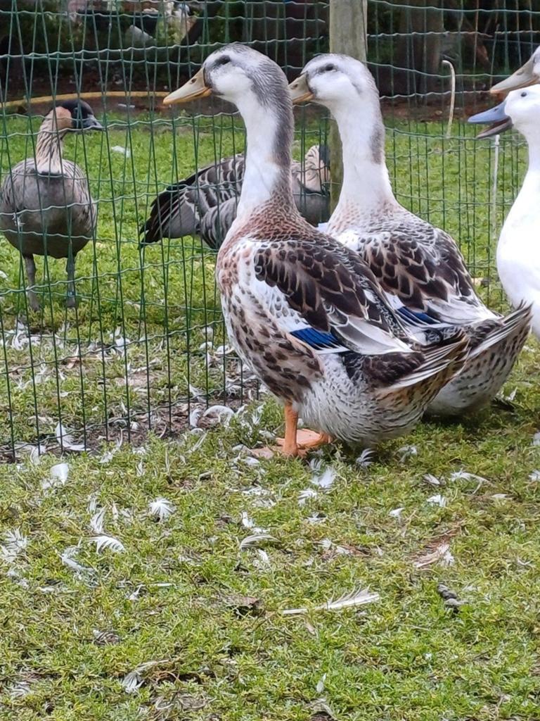 Diverse rassen eenden, Dieren en Toebehoren, Pluimvee, Meerdere dieren, Eend