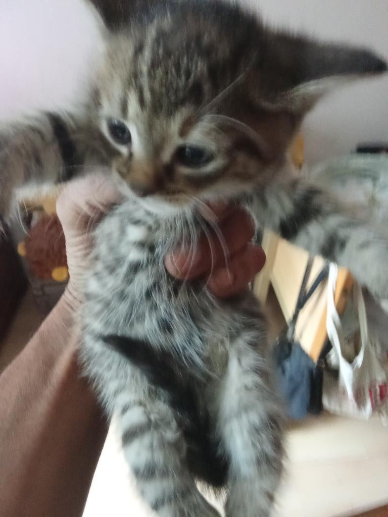 Raskittens te koop, Dieren en Toebehoren, Katten en Kittens | Raskatten | Korthaar, Meerdere dieren, Ontwormd, 0 tot 2 jaar