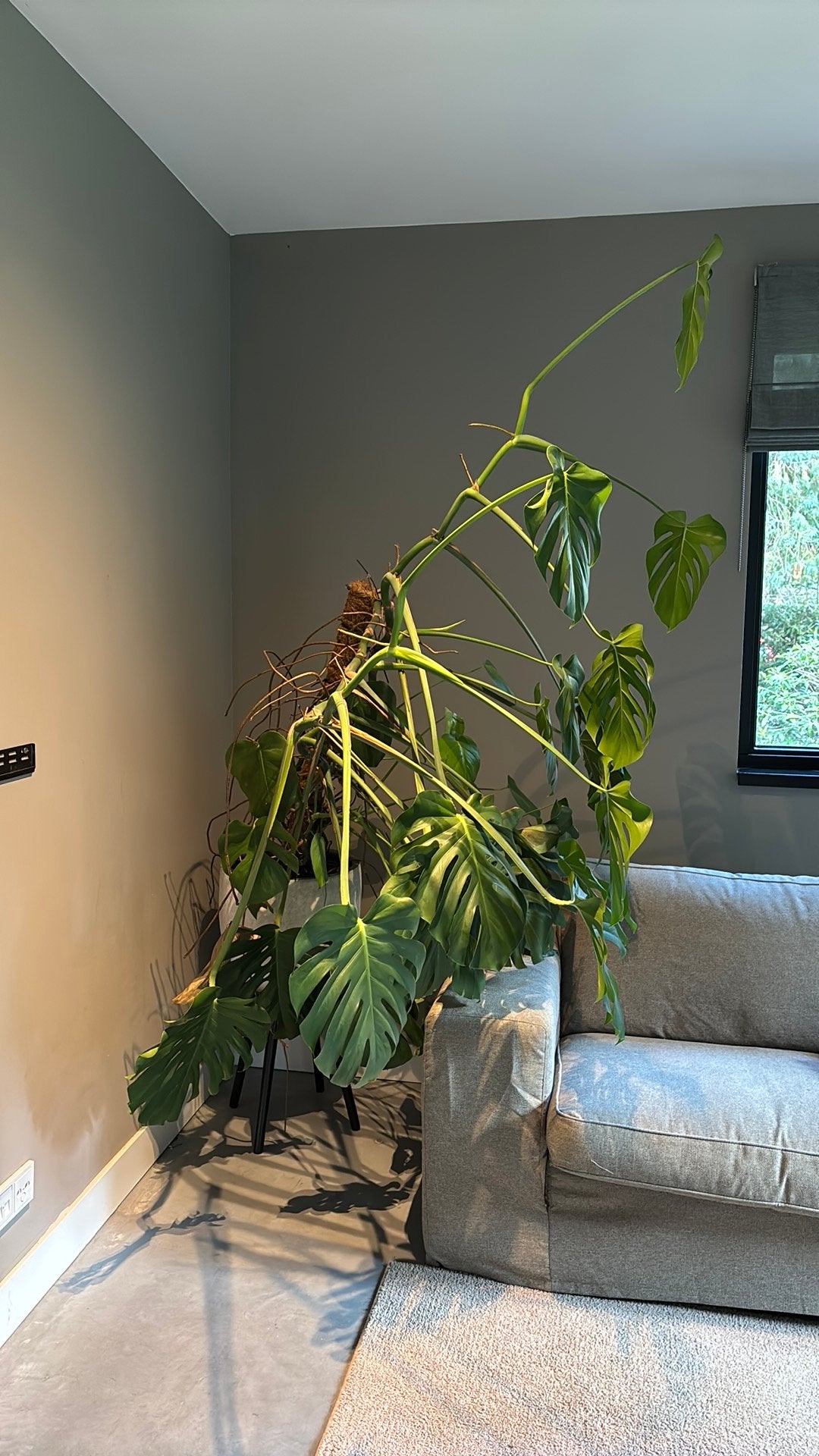 Gtote monstera kamerplant met pot, Huis en Inrichting, Ophalen, Overige soorten, Halfschaduw, 100 tot 150 cm