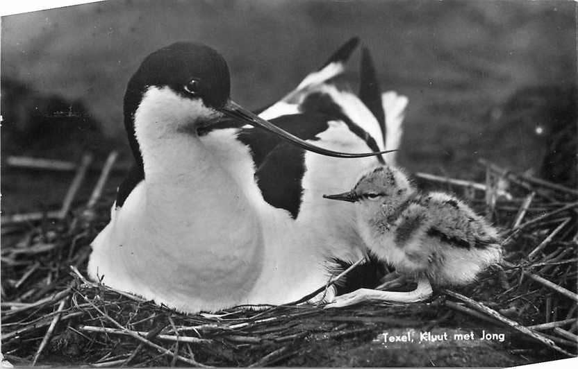 377-673-009 Texel Kluut, Verzamelen, Verzenden, Voor 1920, Noord-Holland