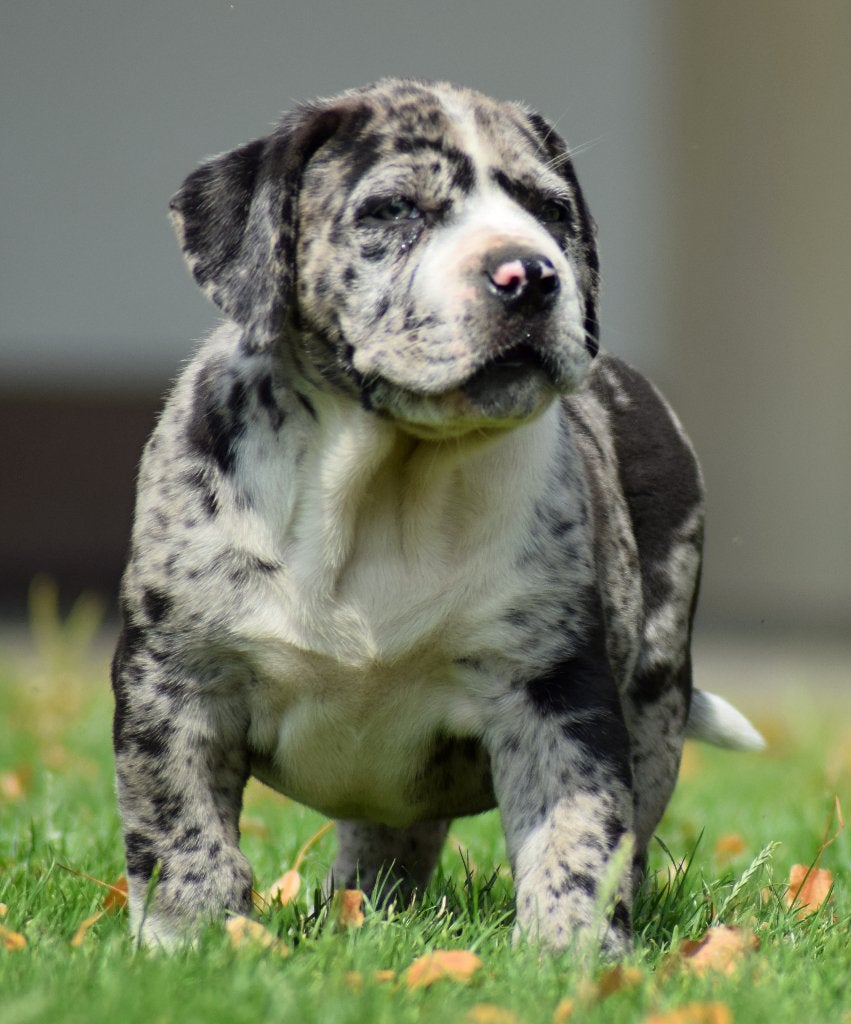 NORTH AMERICAN MASTIFF - NAM, Fokker | Hobbymatig, Overige rassen, 8 tot 15 weken, Buitenland