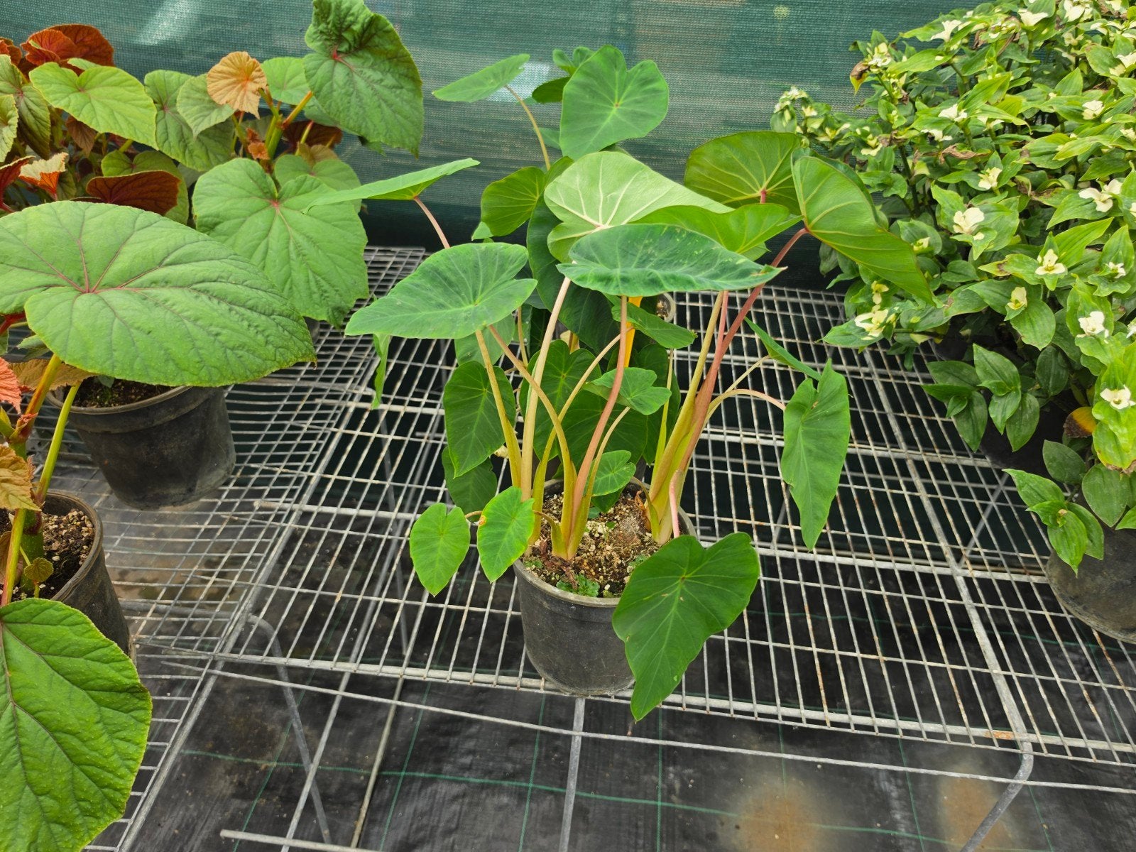 Colocasia Pink China, Tuin en Terras, Planten | Tuinplanten, Ophalen, Overige soorten, Volle zon