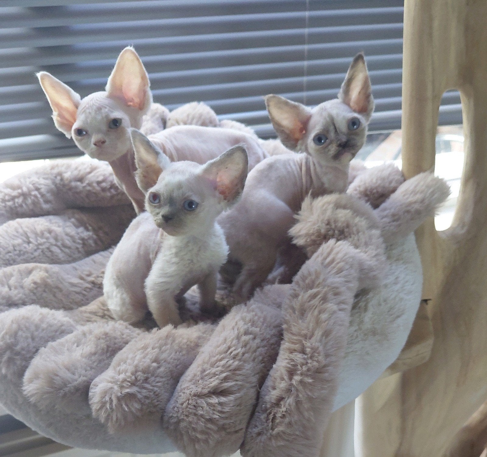 Devonrex, Meerdere dieren, Gechipt
