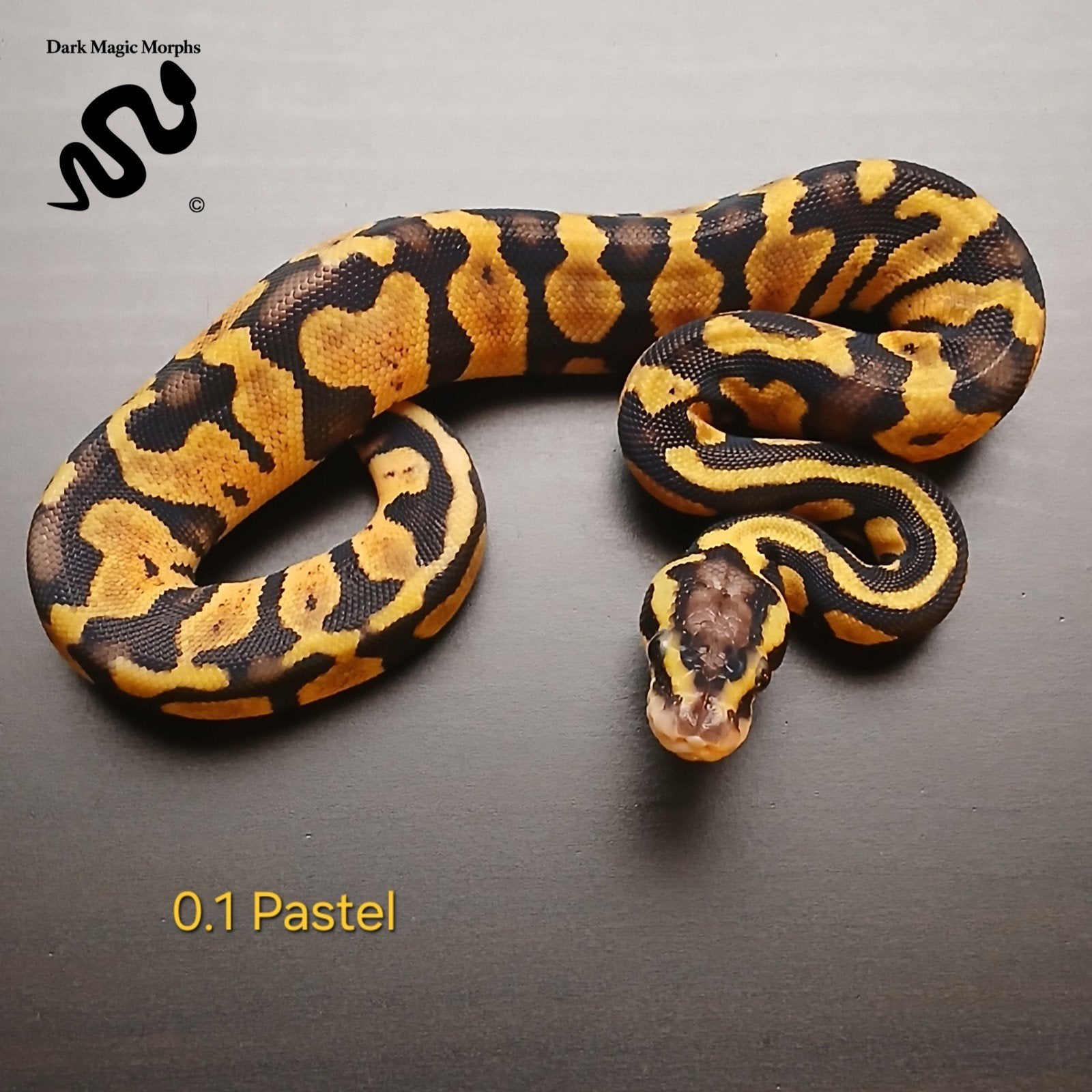 Pastel Python regius – 1.2 Ball Python - unknown for sale from Marten