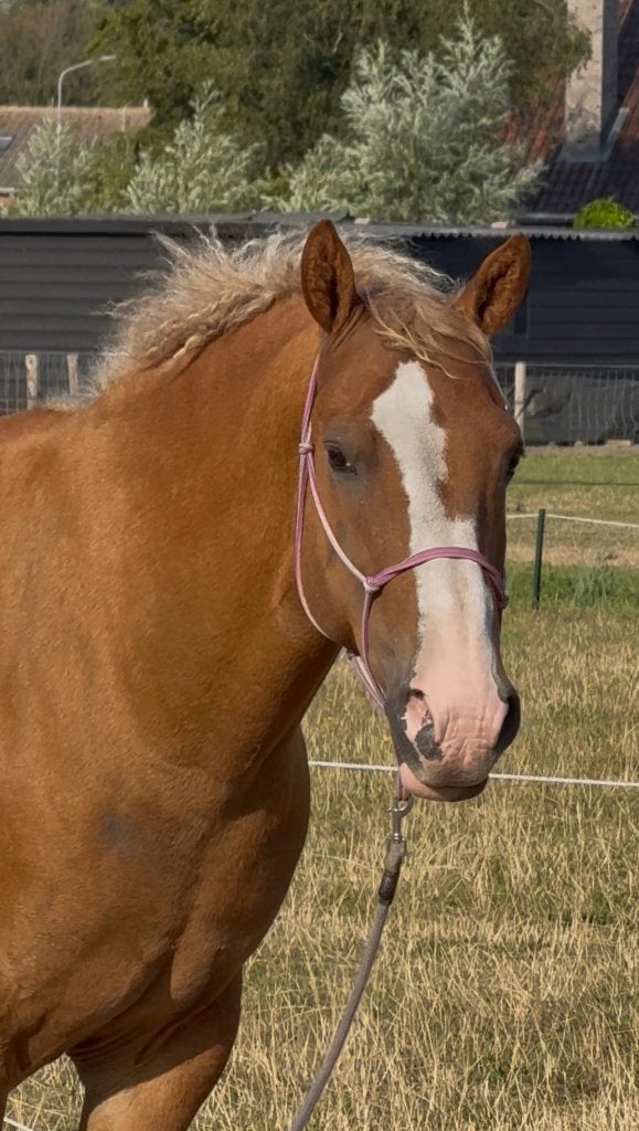 Lief verzorgpaard aangeboden, Dieren en Toebehoren, Ophalen, Nieuw, Overige disciplines