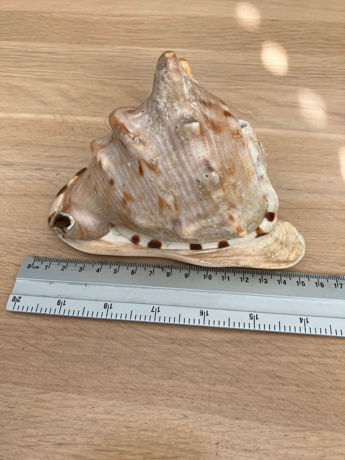 Grote originele koningshelm schelp ca. 15 cm, Verzamelen, Mineralen en Fossielen, Ophalen of Verzenden, Schelp(en)