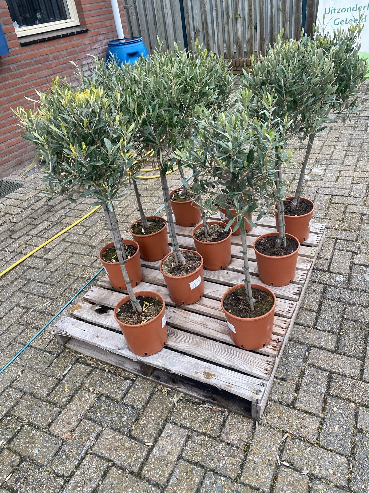 Olijfboom 100cm inclusief pot., Ophalen, Overige soorten, Halfschaduw