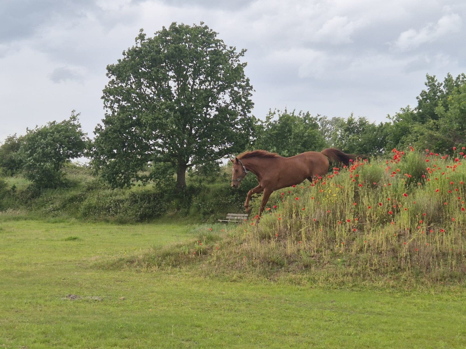 weidemaatje aangeboden of voor de kar, Dieren en Toebehoren, Paarden, Ruin, Zadelmak, 170 tot 175 cm, 7 tot 10 jaar, Recreatiepaard