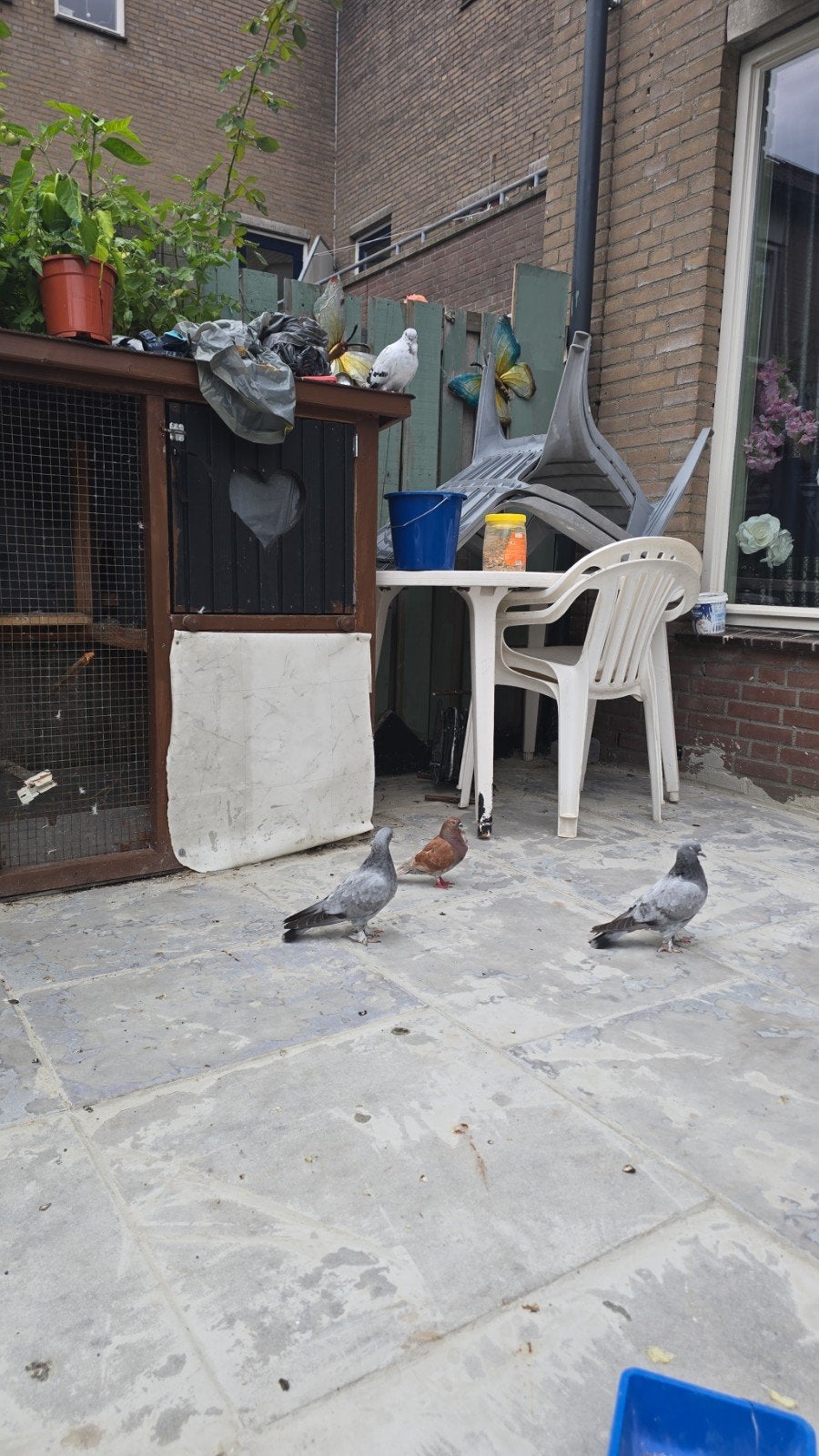 Duiven, Tuin en Terras, Tegels en Klinkers, Ophalen of Verzenden, Beton, Minder dan 5 m², Overige typen