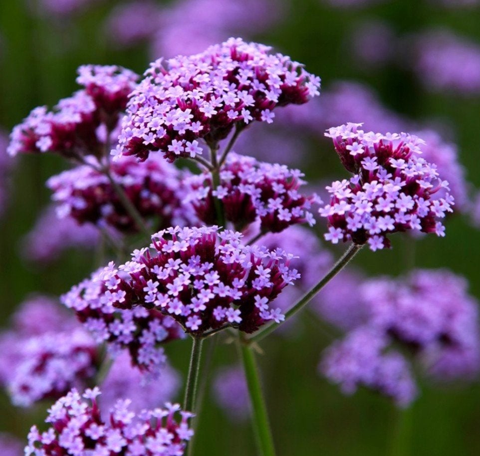 Verbena Bonariensis, Tuin en Terras, Ophalen of Verzenden, Volle zon