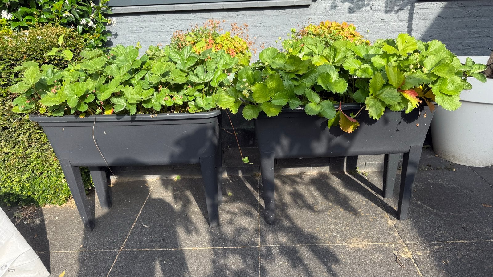 Aardbeien plantjes en kweekbakken met deksel, Tuin en Terras, Ophalen, Kunststof, Gebruikt, Balkon