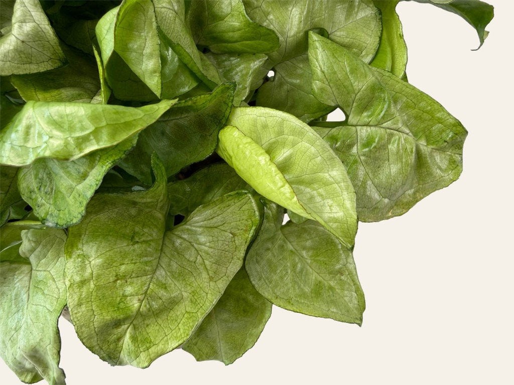 Syngonium White Butterfly, Huis en Inrichting, Ophalen of Verzenden, Halfschaduw, Minder dan 100 cm