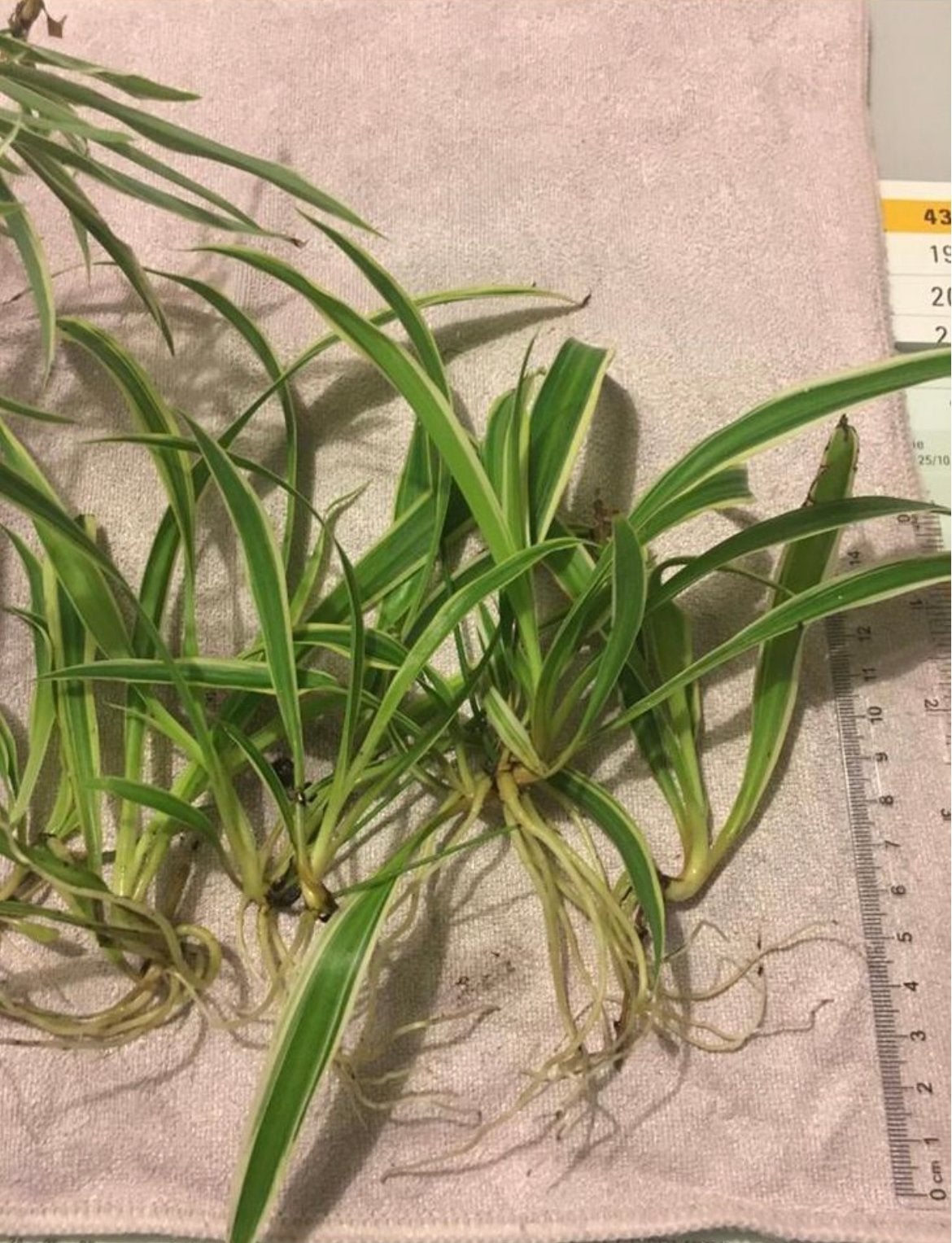 Bio snelgroeiende Graslelie diverse stekjes kamerplanten, Ophalen, Halfschaduw, Minder dan 100 cm