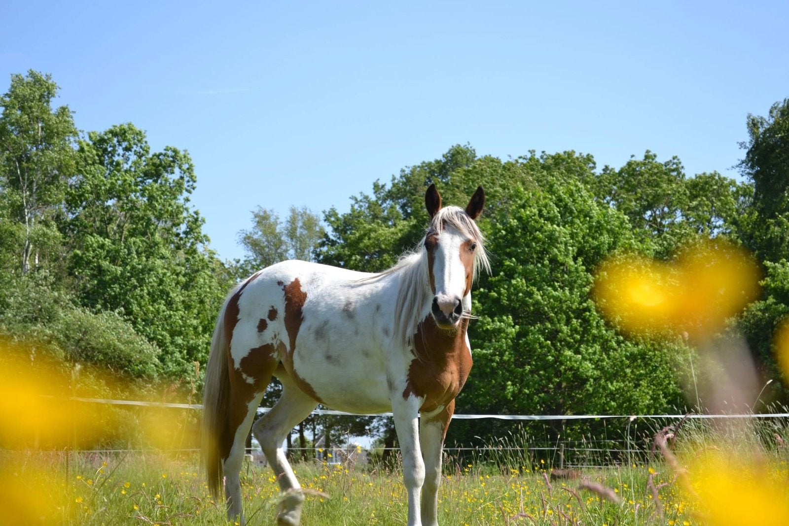 Pinto pony merrie, Dieren en Toebehoren, Pony's, Merrie