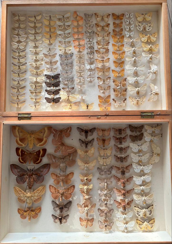 Grote collectie opgezette motten in display, Ophalen of Verzenden, Gebruikt, Insect, Opgezet dier