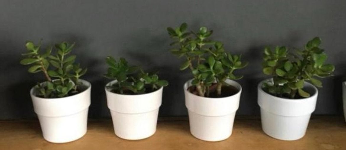 Mooie strakke witte terracotta bloempotten, Tuin en Terras, Bloempotten, Rond, Binnen, Ophalen of Verzenden, Zo goed als nieuw