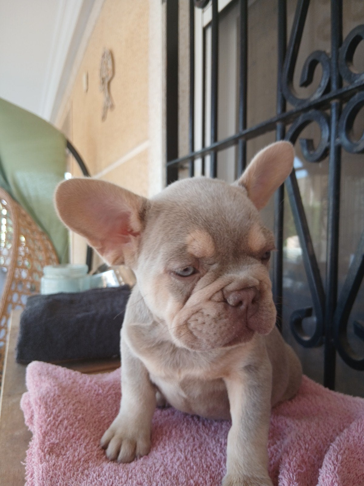 Franse bulldog pups met stamboom lilac en blue tan, 8 tot 15 weken, Parvo, Bulldog, Meerdere