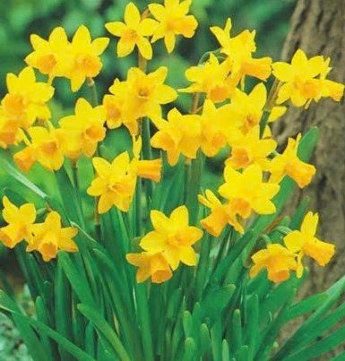 100 Narcissenbollen €10,-, Ophalen of Verzenden, Eenjarig, Overige soorten, Volle zon