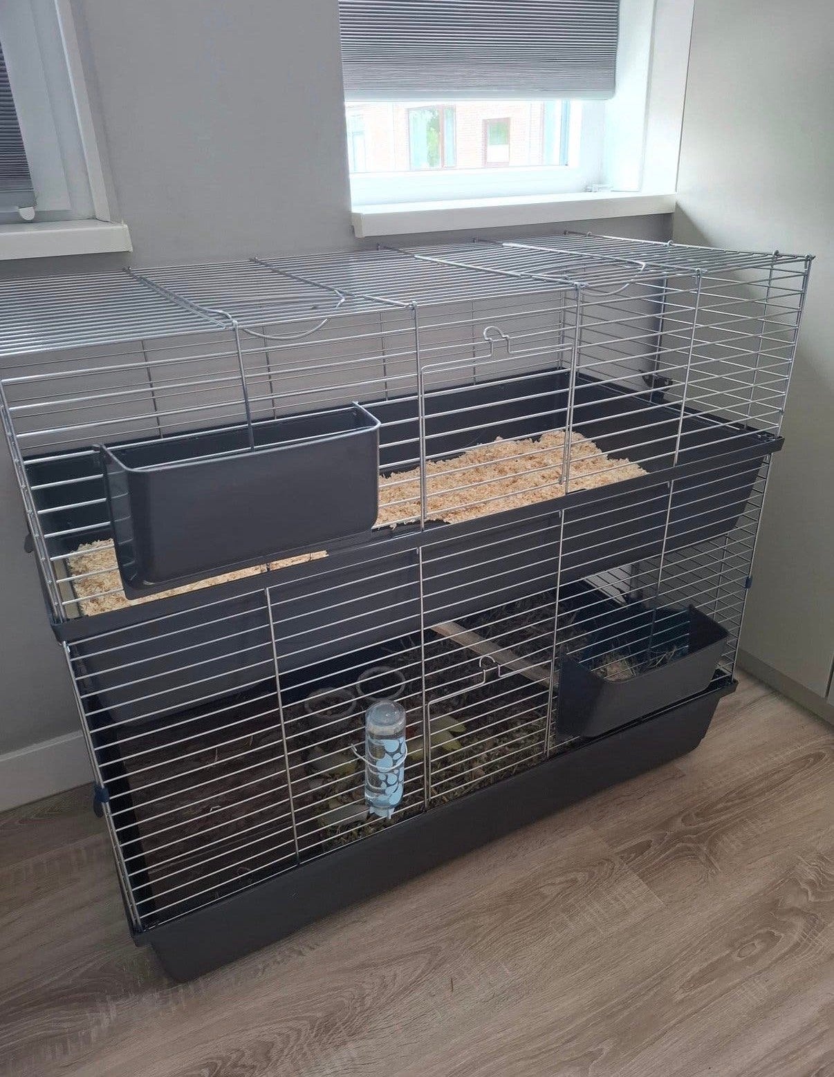 Twee lieve stamboom langharige peruvian cavia’s, Mannelijk, Tam, Maart, Cavia