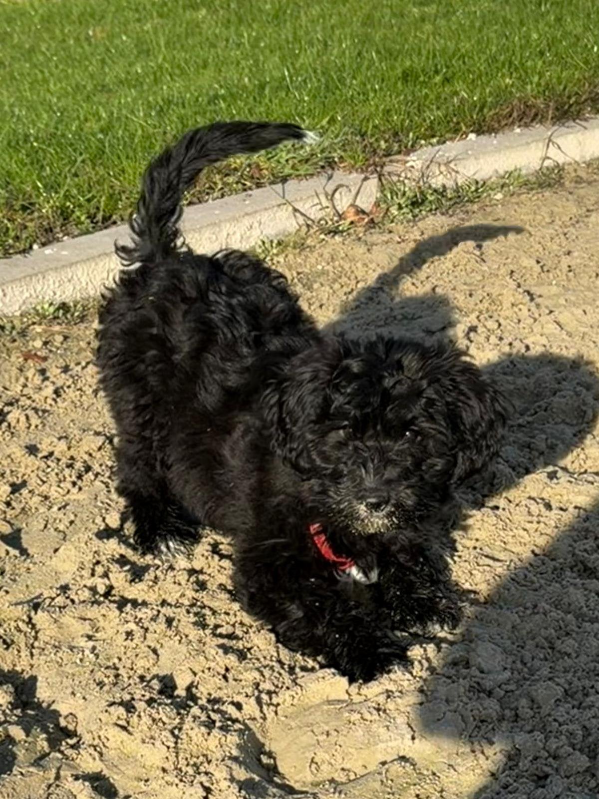 Super leuke boomerpups ️, Overige rassen, 8 tot 15 weken, Meerdere, Meerdere dieren