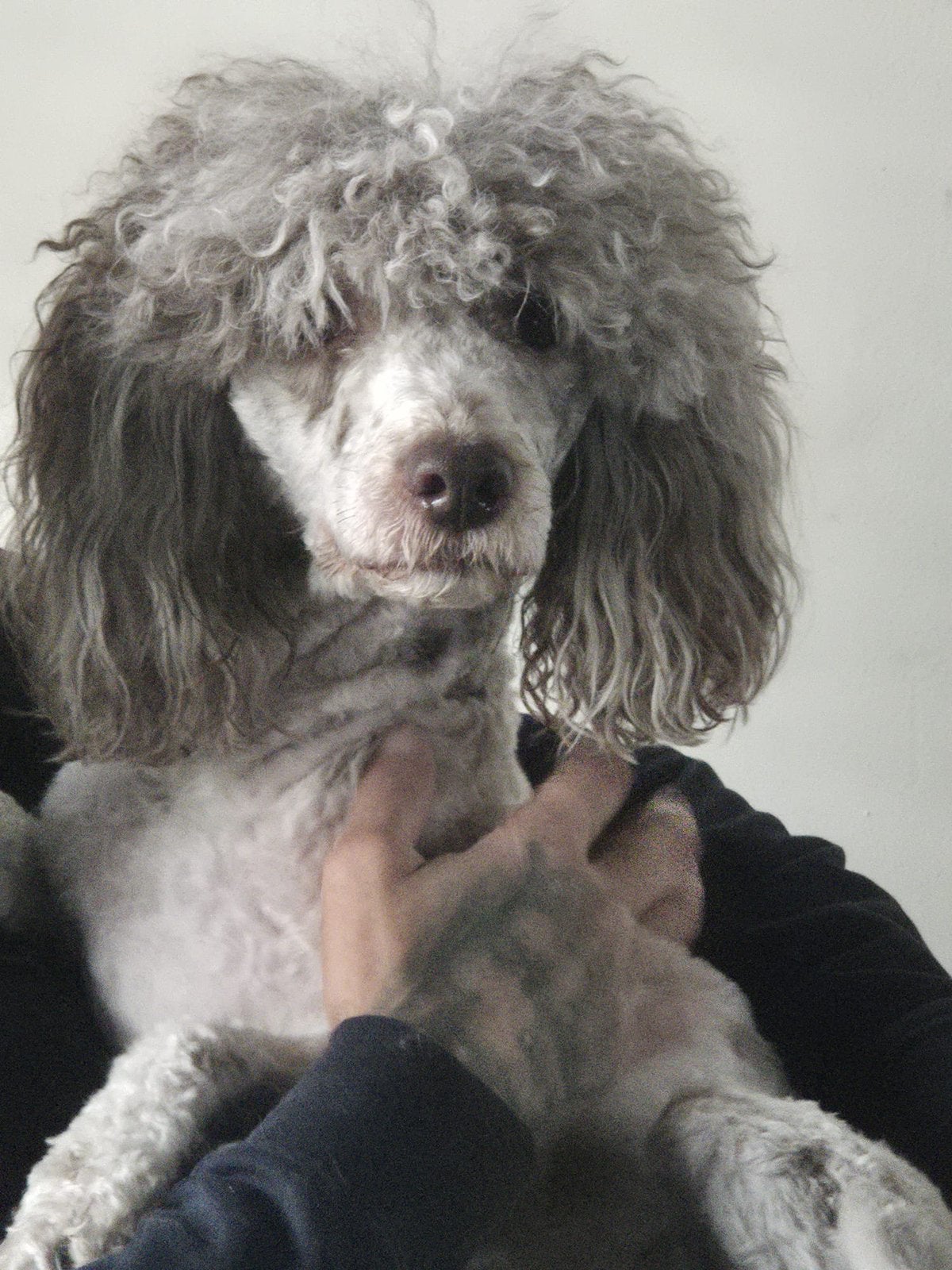 Dwergpoedel merle reu 1 jaar oud, Poedel, Reu, 1 tot 2 jaar, Parvo