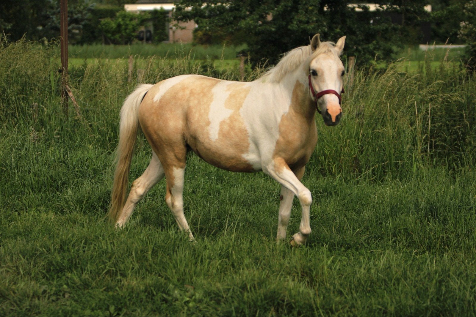 Knappe palomino bonte pony.!, Dieren en Toebehoren, Pony's, Merrie, Gechipt, 3 tot 6 jaar, C pony (1.27m tot 1.37m)