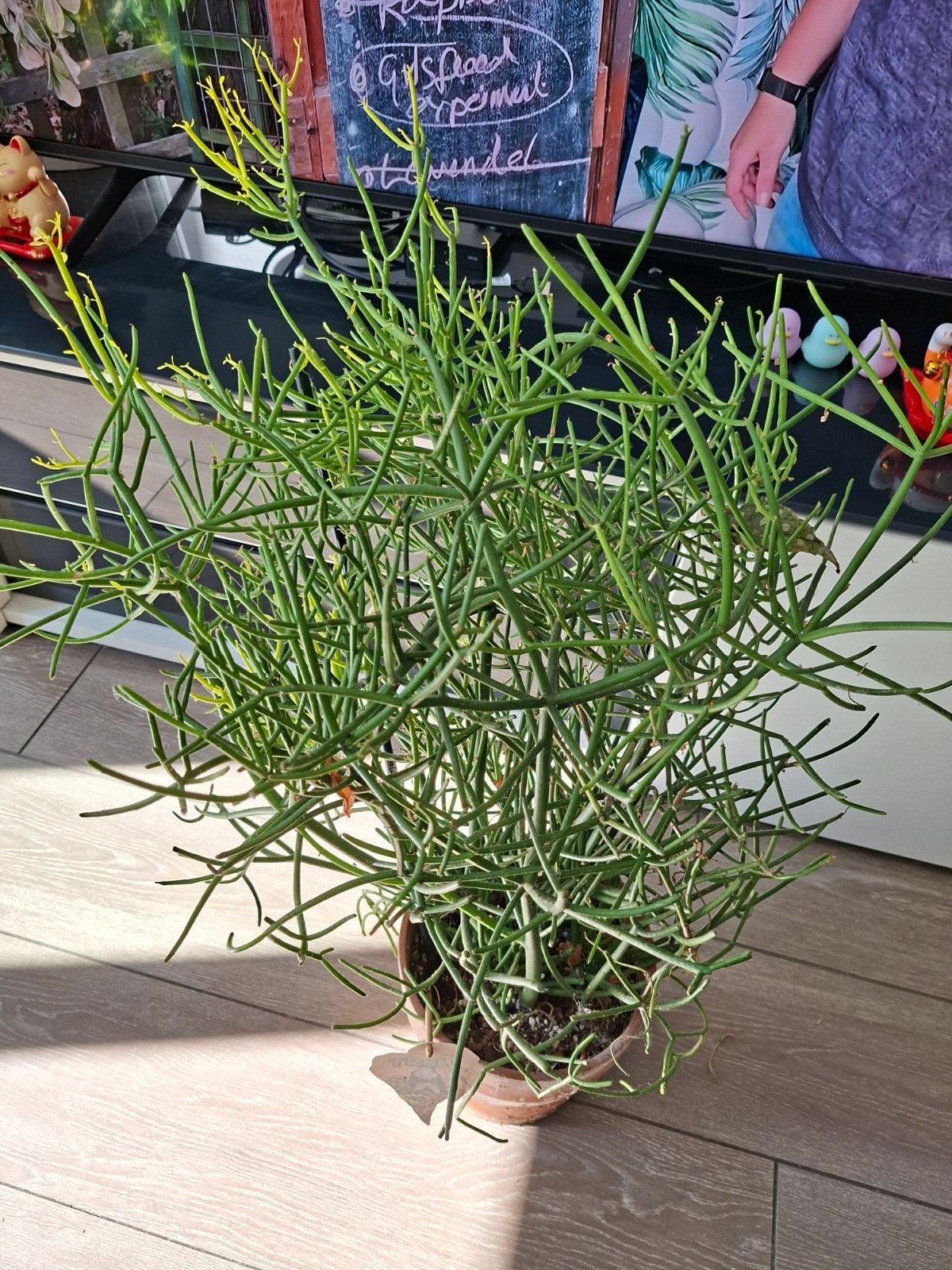 Grote Potloodplant (Euphorbia tirucalli) in plastic pot, Ophalen, Vetplant, Halfschaduw, In pot
