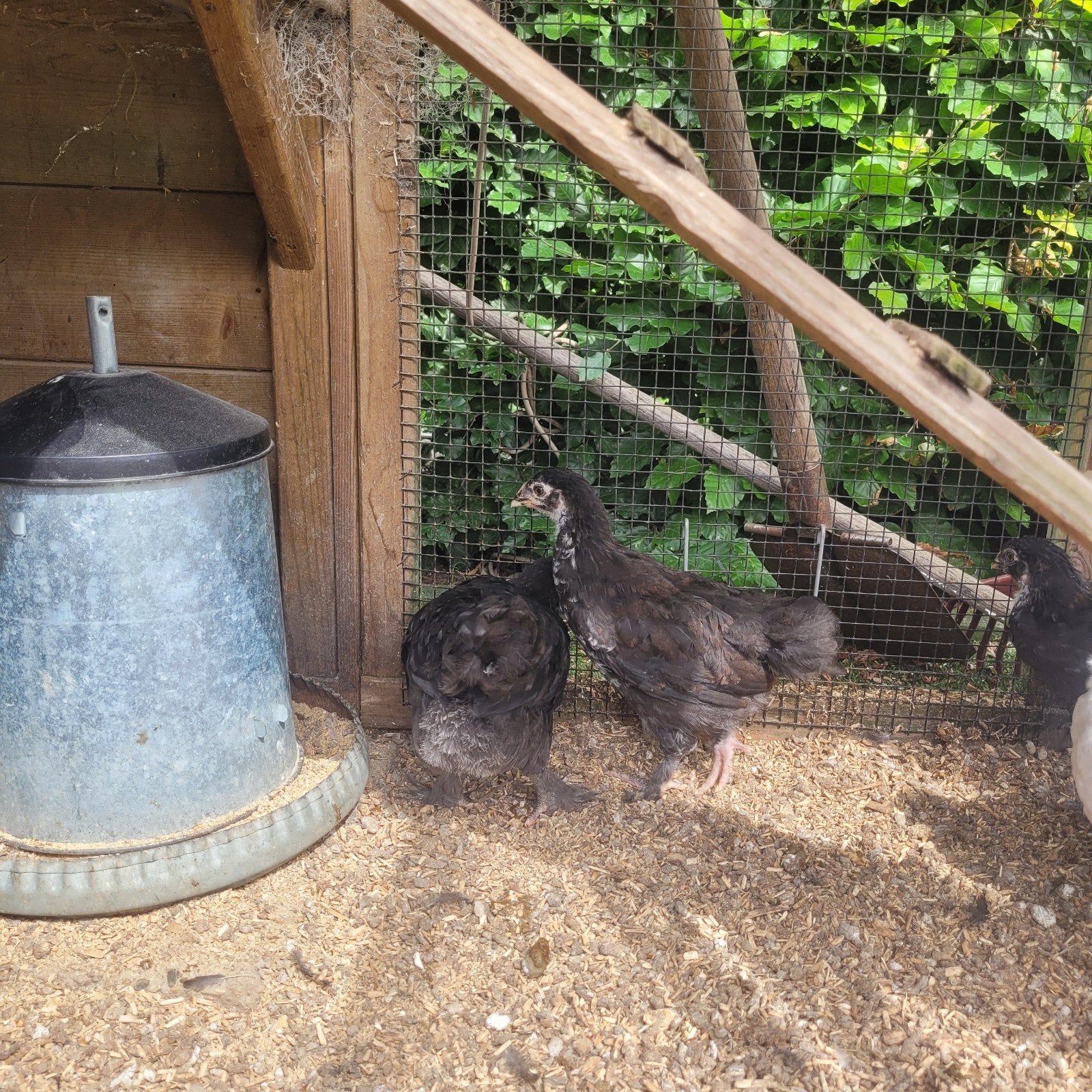 Jonge marans  koper zwart hennetjes 10 weken raszuiver, Vrouwelijk, Kip