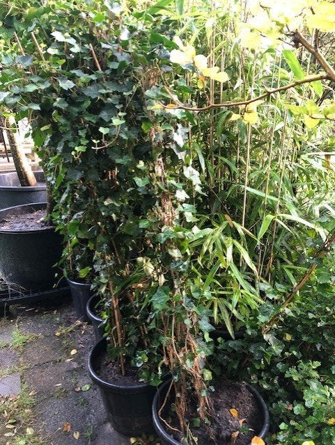 Hedera klimop tuinplant, 7 stuks in grote kuip . kan zo mee, Ophalen, Vaste plant, Halfschaduw, Klimplanten