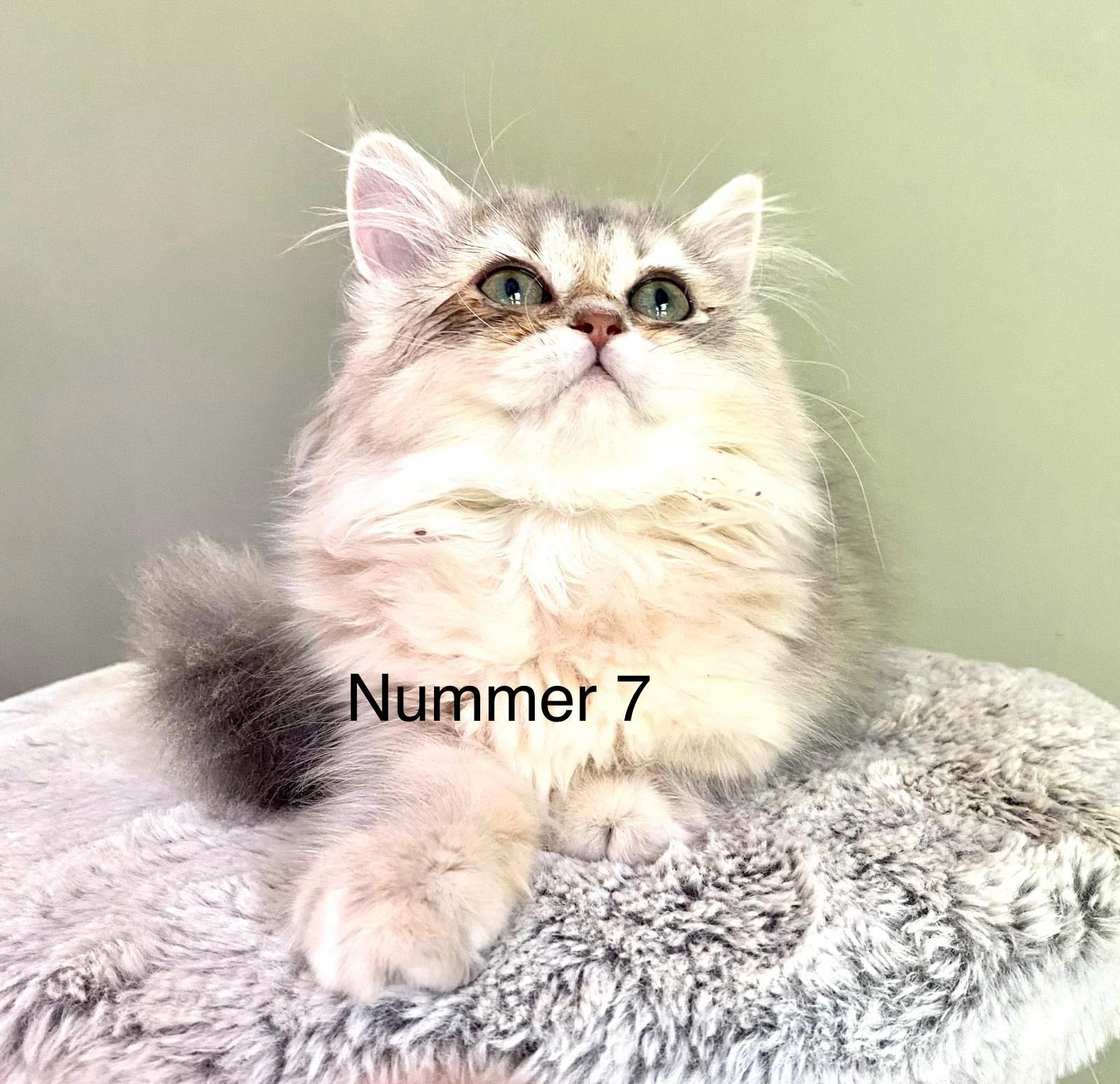 Kittens, Meerdere dieren