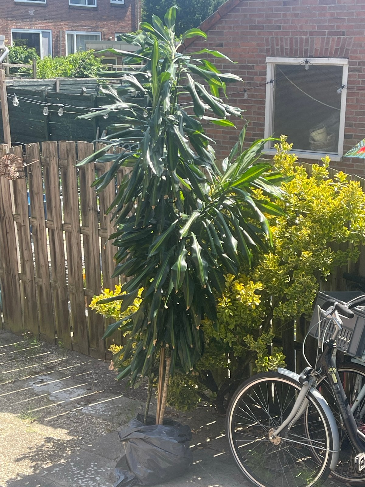 Grote Dracaena plant - Ideaal voor binnen of buiten, Tuin en Terras, Planten | Tuinplanten, Vaste plant, Bloeit niet, Halfschaduw