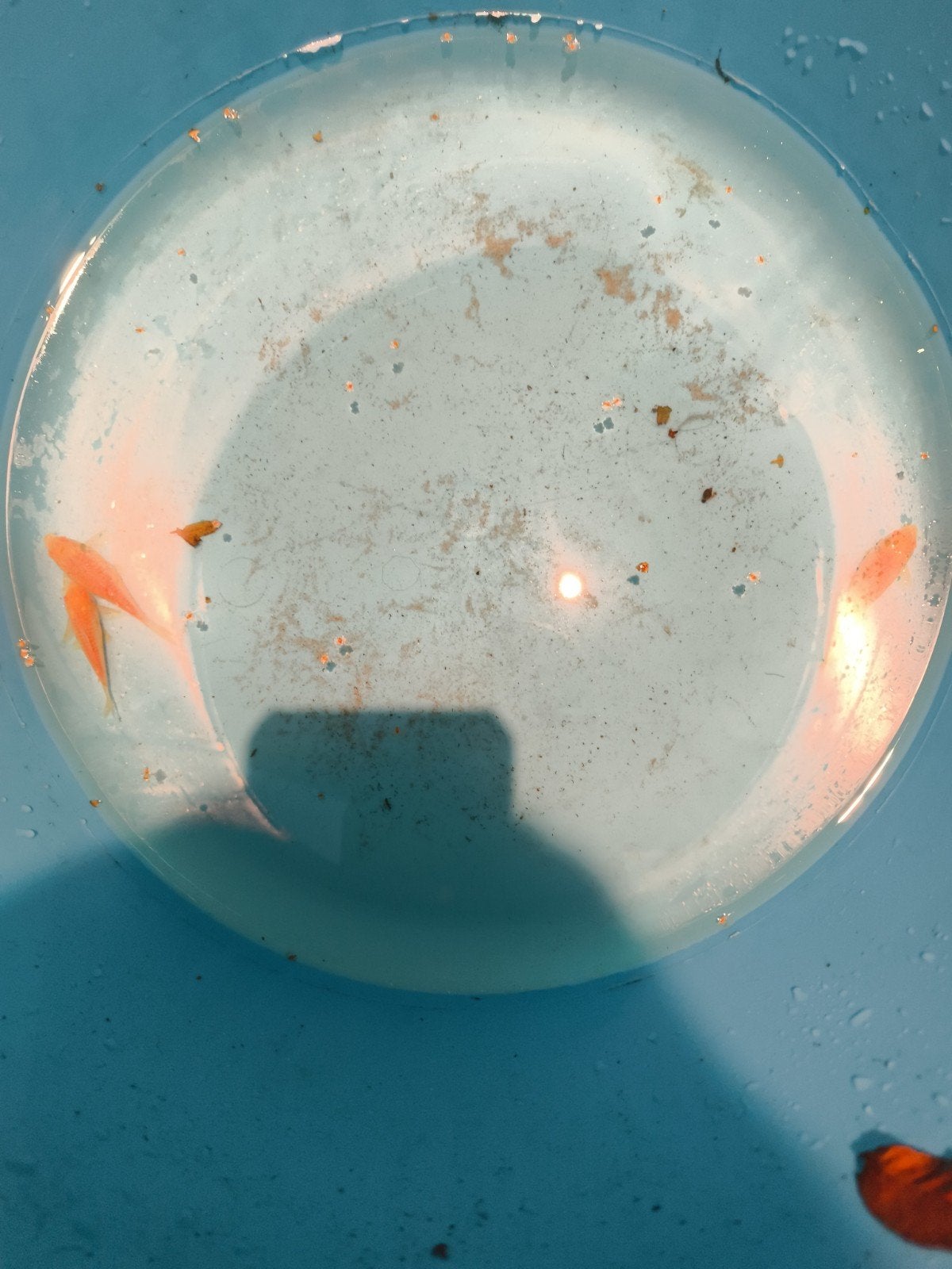 Corydoras kopen 5 euro per stuk, Dieren en Toebehoren, Vis, Zoetwatervis, Schoolvis