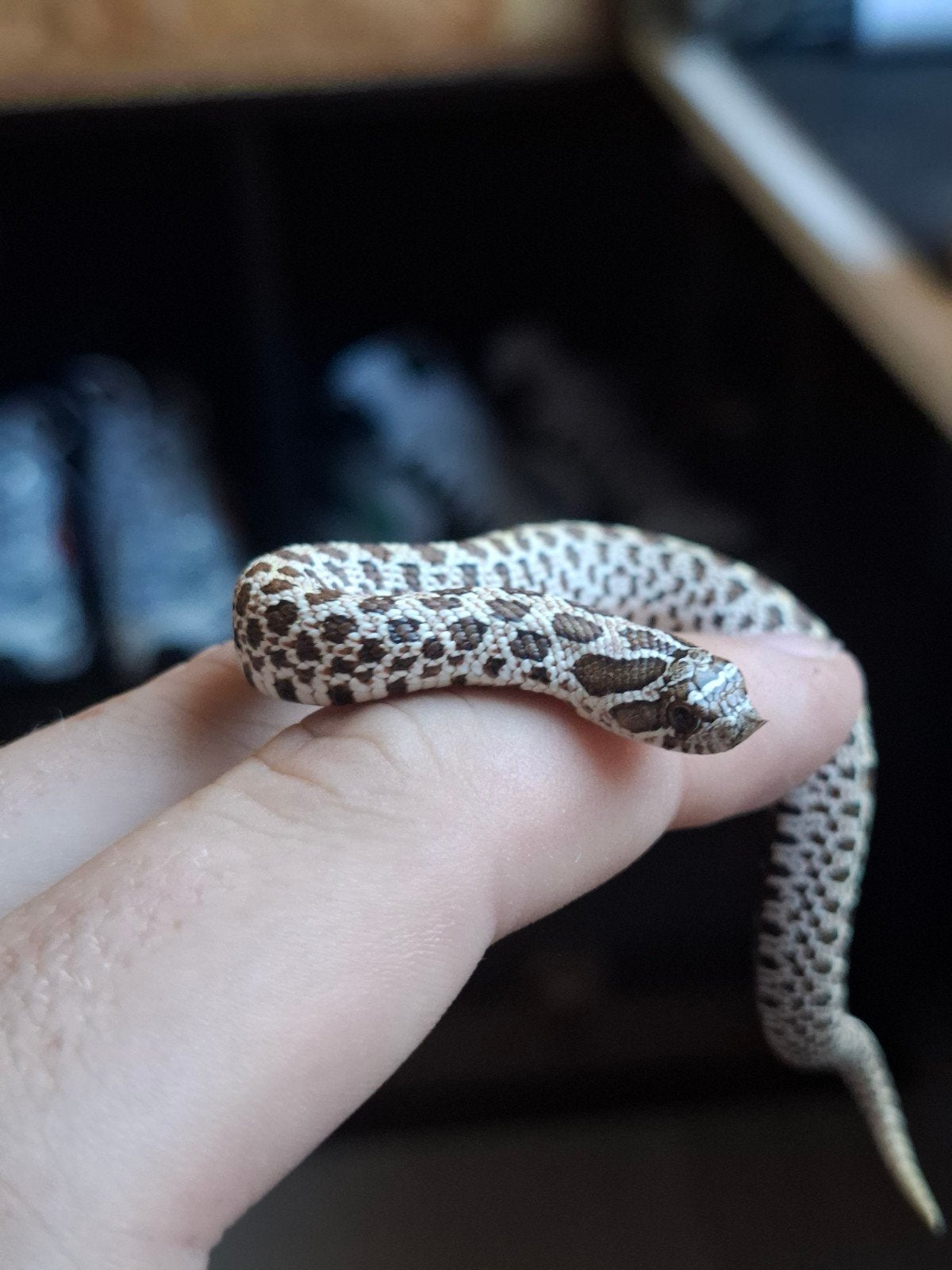 artic haakneus Hognose Snake photo 6