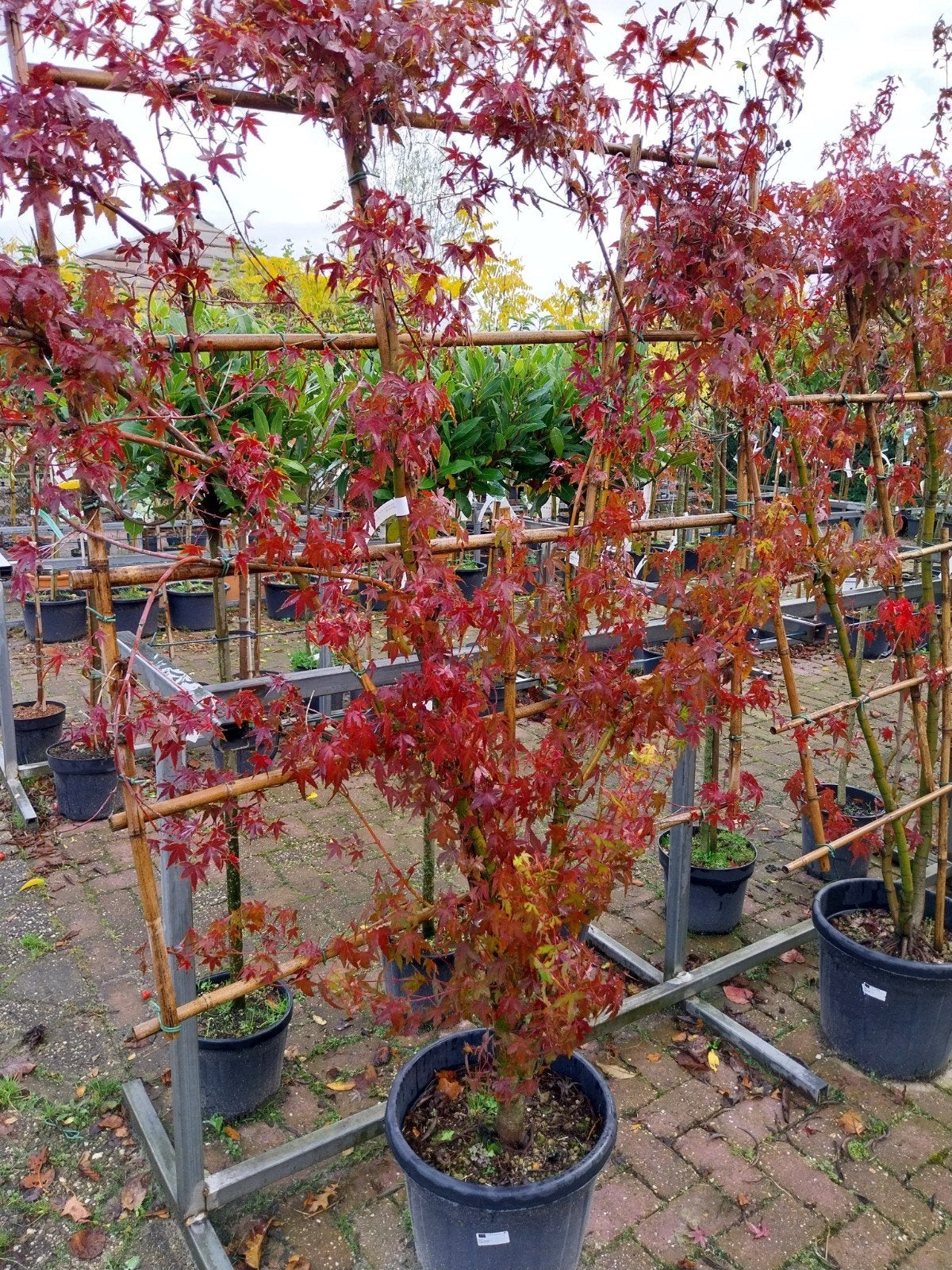 Acer Palmatum Leischerm Leiboom - Japanse Esdoorn, Tuin en Terras, Bloeit niet, Leiboom, 100 tot 250 cm, Ophalen