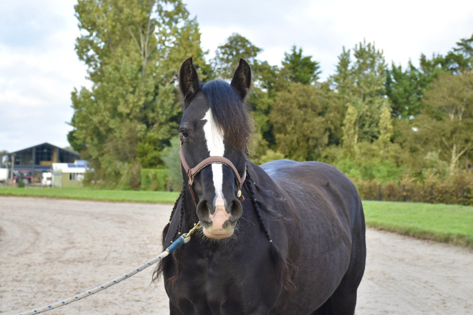 D pony kruising ardenner x welsh cob, Merrie, Minder dan 160 cm, B, 7 tot 10 jaar